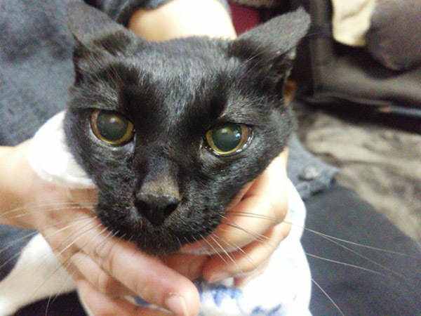 2016-01-10_fuki-5.jpg