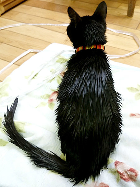 2016-01-10_fuki-9.jpg