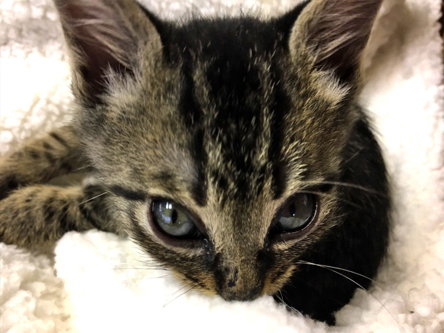 2017-12-11_kitty-cat_huku2.jpg