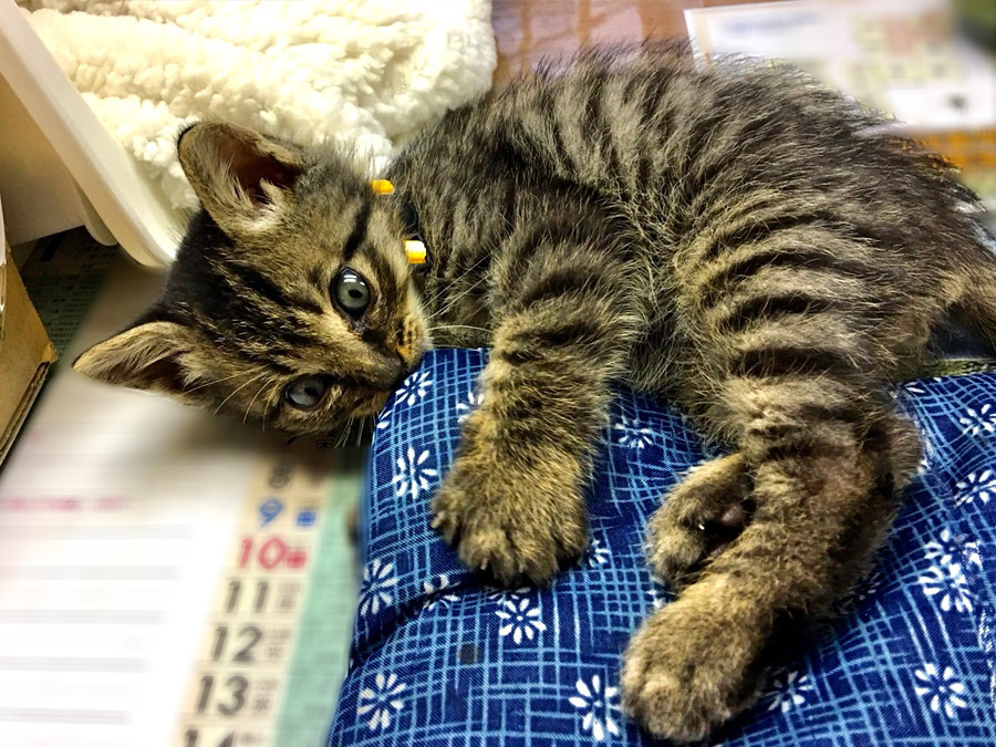 2017-12-11_kitty-cat_huku3.jpg