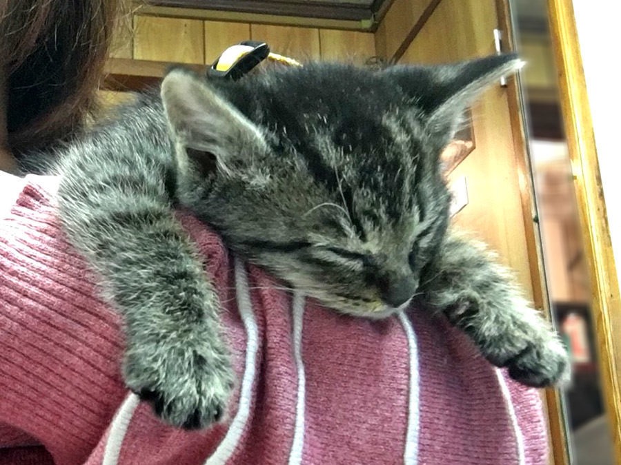 2017-12-11_kitty-cat_huku4.jpg