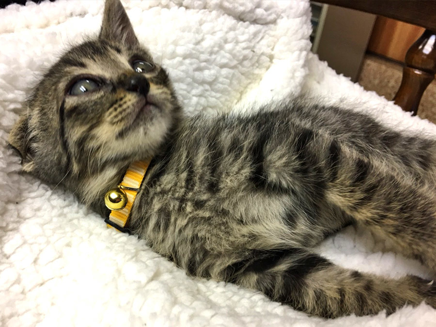 2017-12-11_kitty-cat_huku5.jpg
