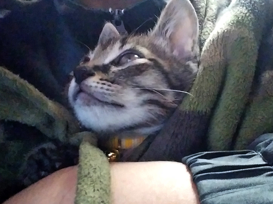2017-12-11_kitty-cat_huku6.jpg