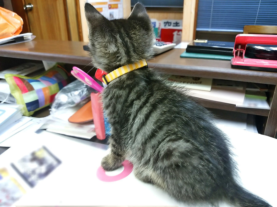2017-12-11_kitty-cat_huku7.jpg