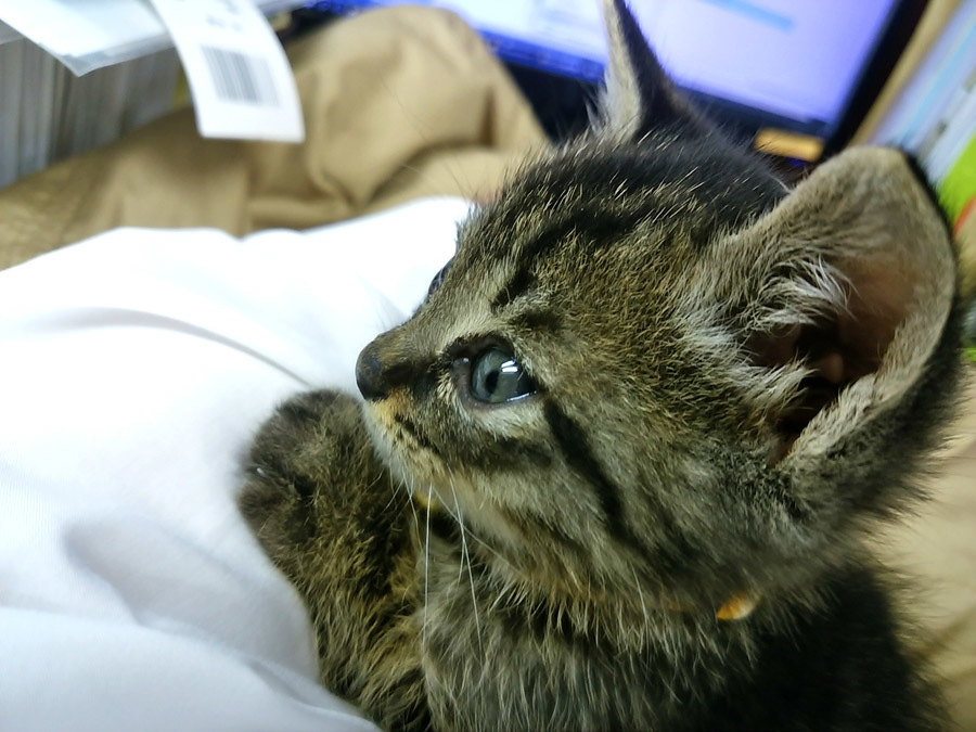 2017-12-11_kitty-cat_huku9.jpg