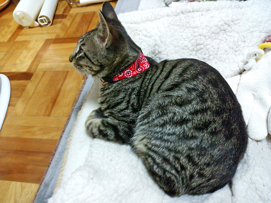 2018-03-06_kitty-cat_huku1.jpg