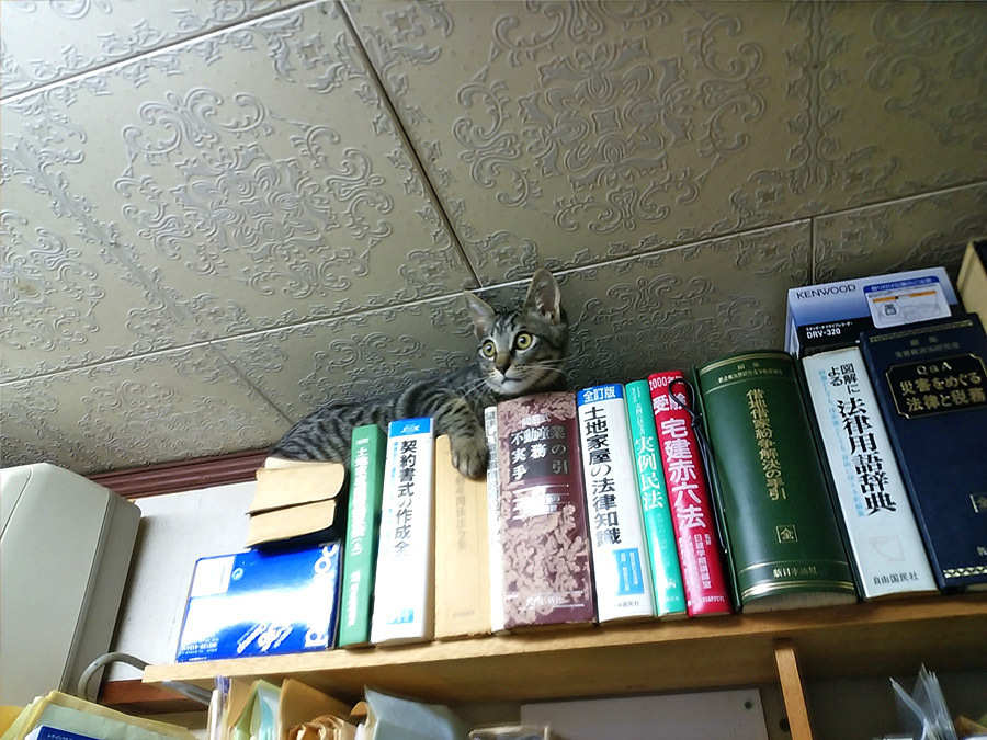 2018-03-06_kitty-cat_huku2.jpg