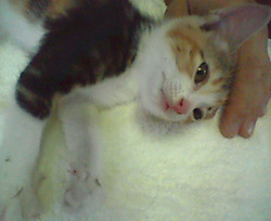 eijaikaya-2009-08-11_satooya-quest3.jpg
