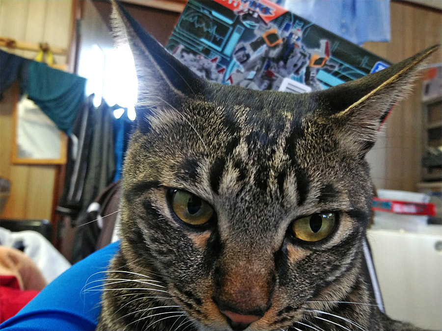 2019-12-12_diaclone-reboot_trivers-trijetter_interference2.jpg
