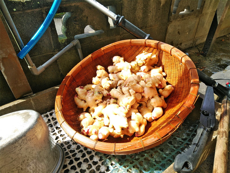 2019-12-12_ginger-washing20191020.jpg